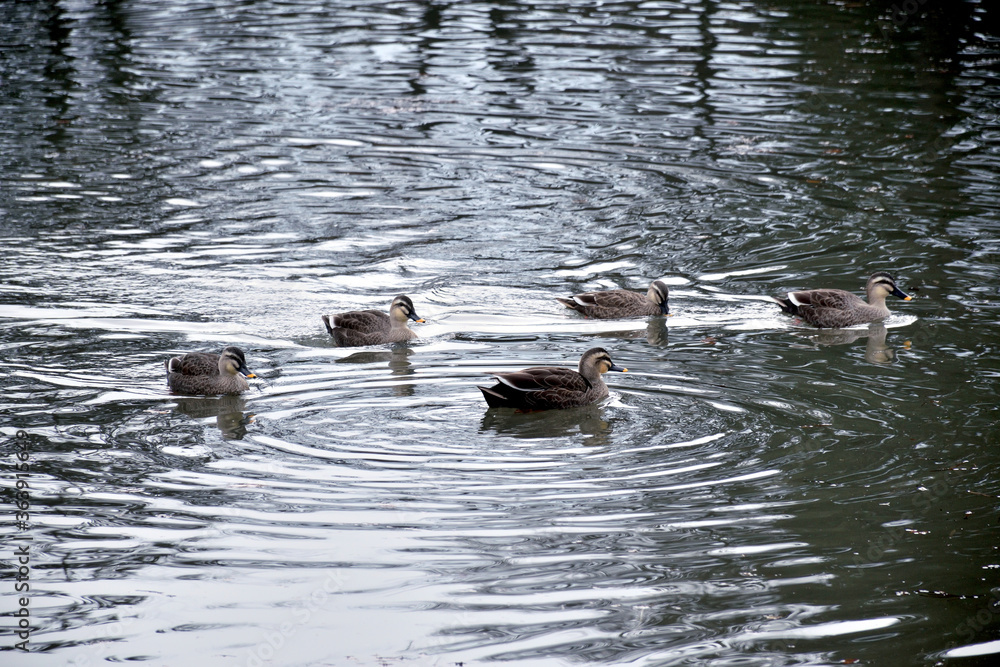 Spot billed duck - Anas zonorhyncha. It is called Spot billed duck - Anas zonorhyncha. It is called