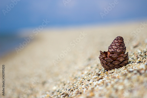 Focus on the pinecone. The cone is on the beach in the sand and behind is a beautiful blue sea and blue sky copy space.