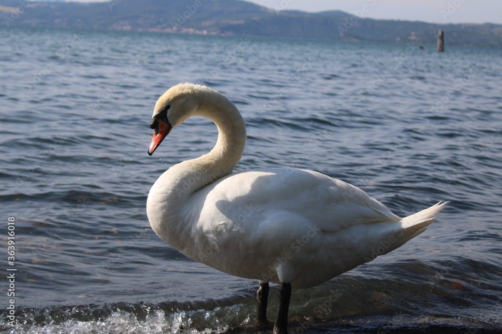 swan on lake with blue lake water in background swan on lake with blue lake water in background
