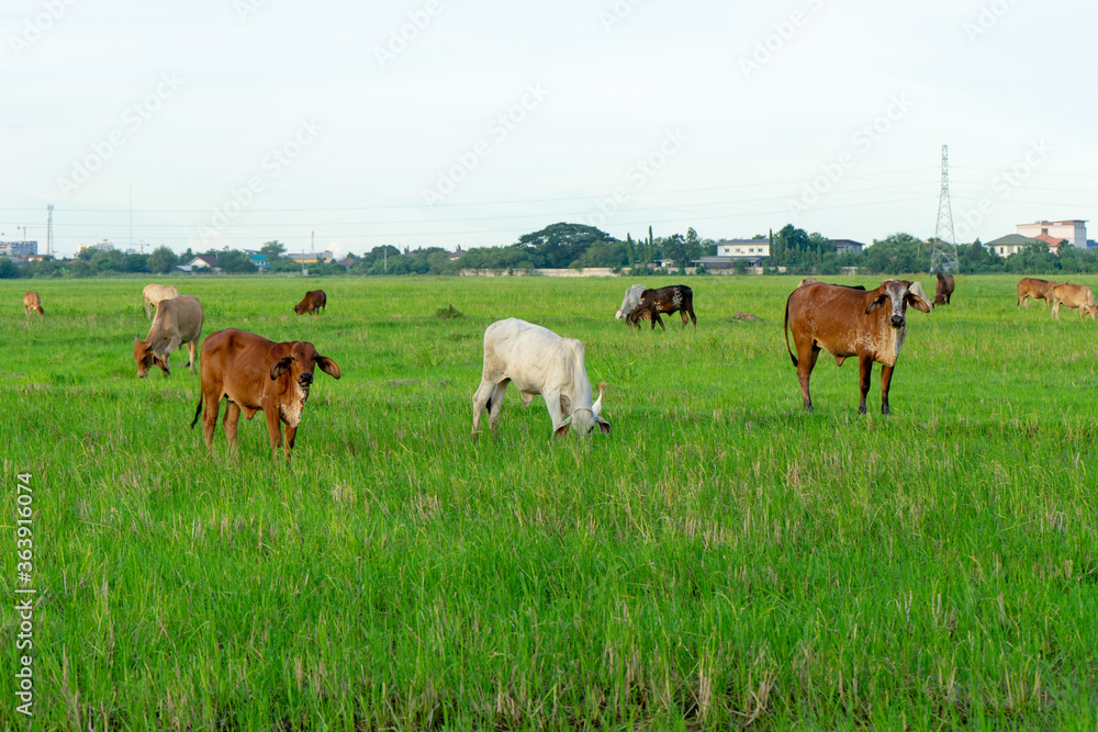 Group of cows eat the grass in the large field with cityscape background Group of cows eat the grass in the large field with cityscape background