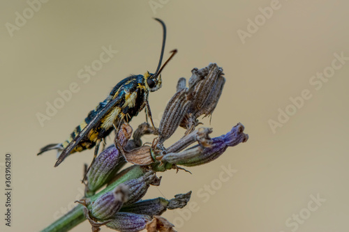 Close up  beautiful  yellov insect in the garden photo