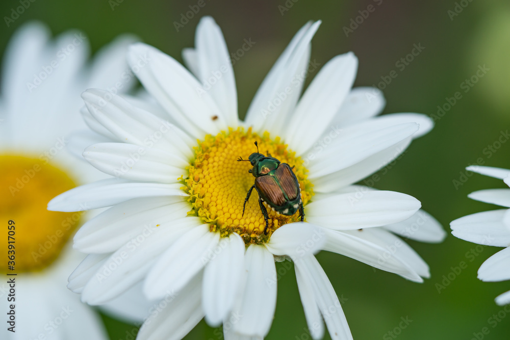 Japanese Beetle on Ox Eye Daisy Japanese Beetle on Ox Eye Daisy