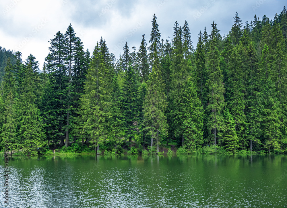 GreenGreen coniferous forest on a background of a lake after rain. Synevyr, Carpathians. coniferous forest on a background of a lake after rain. Synevyr, Carpathians.