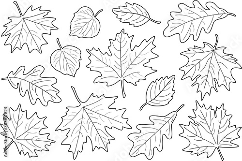 Vector illustration, set of black and white leaves. Fall leaves silhouettes. Maple, Linden, oak and birch leaves.