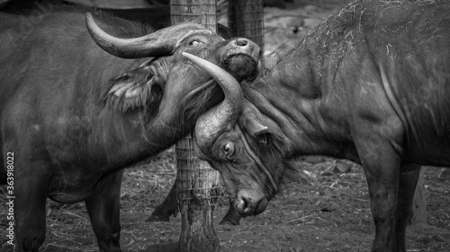 Foto buffalo in the zoo