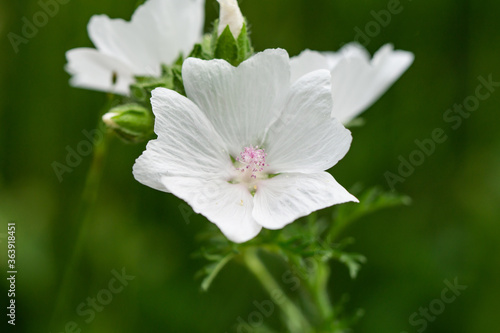 Musk Mallow Flowers in Summer