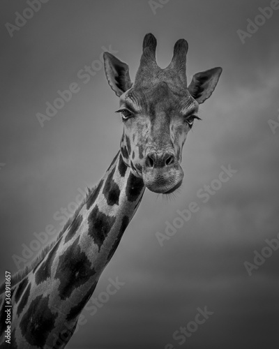 Photography giraffe in the wild