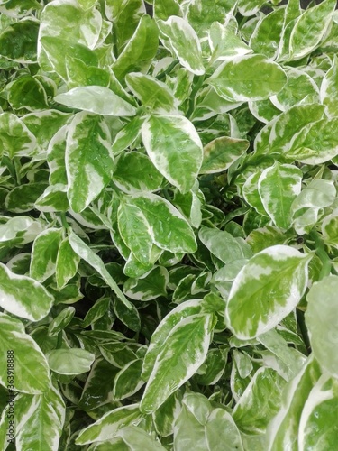 Wallpaper Mural HOJAS Torontodigital.ca