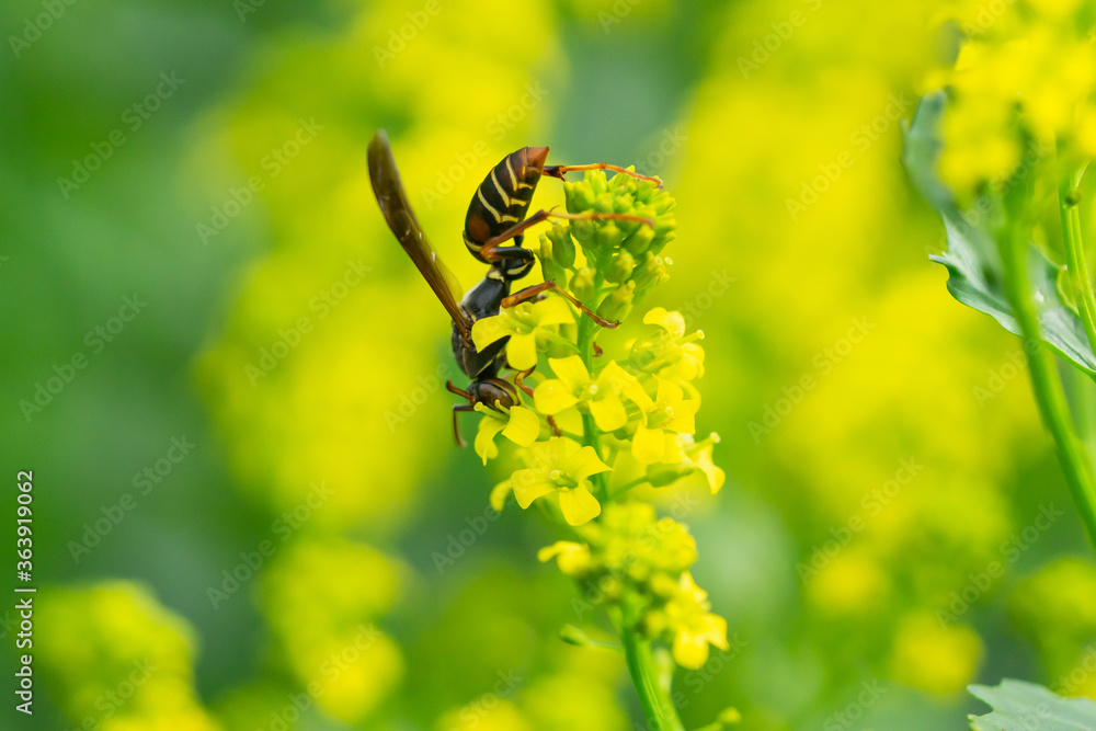 Northern Paper Wasp on Winter Cress Flowers Northern Paper Wasp on Winter Cress Flowers