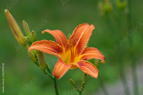 Orange Daylily Flower in Summer