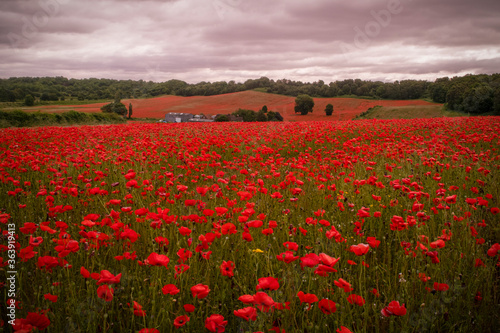 field of poppies