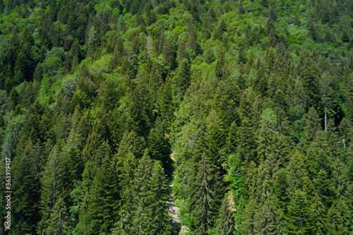 Plantation of spruce trees. Top down aerial view. Green spruce on the slope aerial view from the side.