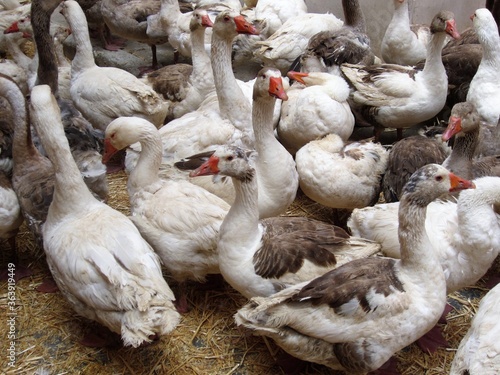 Fotografie, Tablou gaggle of geese