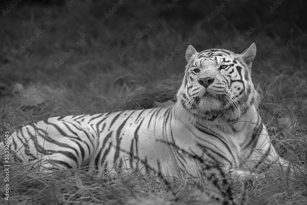 Obraz premium portrait of a tiger