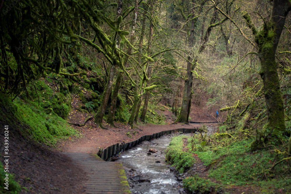 Obraz premium river in woodland