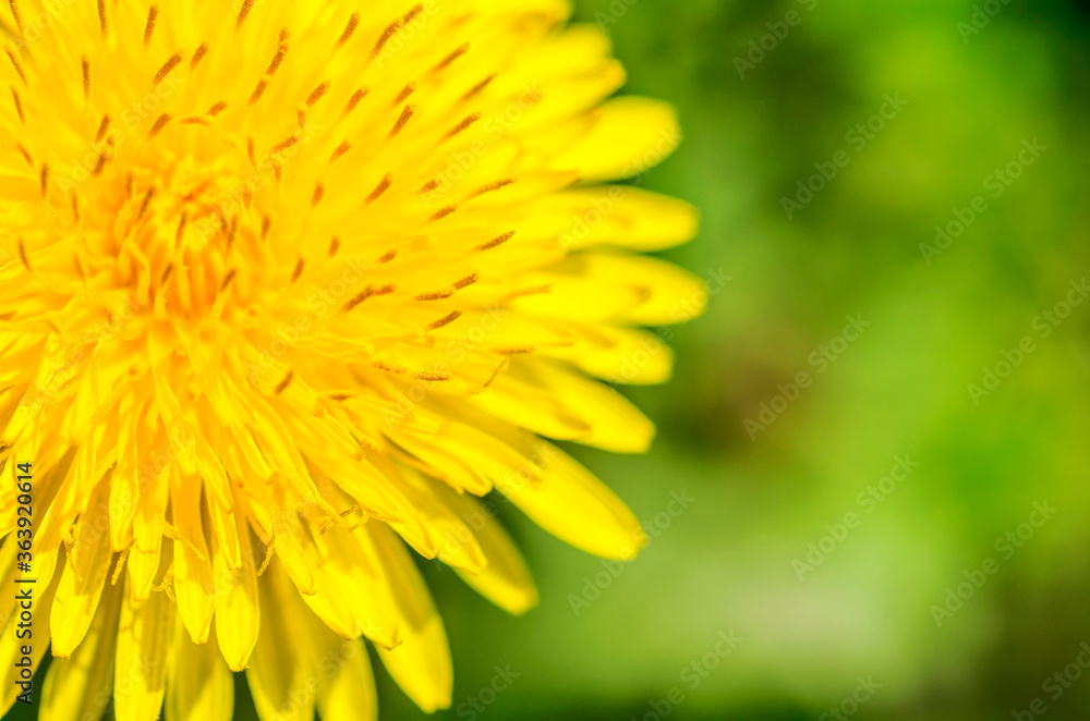 Macro photo of bright yellow dandelion. Closeup shallow focus Macro photo of bright yellow dandelion. Closeup shallow focus