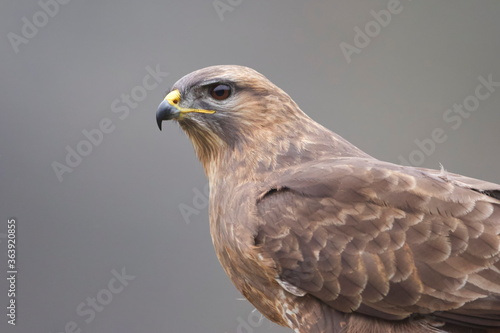 The common buzzard (Buteo buteo) is a medium-to-large bird of prey which has a large range.