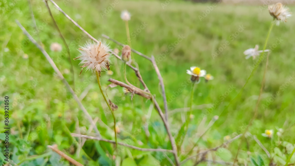 selective focus on a wild beautiful flower having white petals on it selective focus on a wild beautiful flower having white petals on it