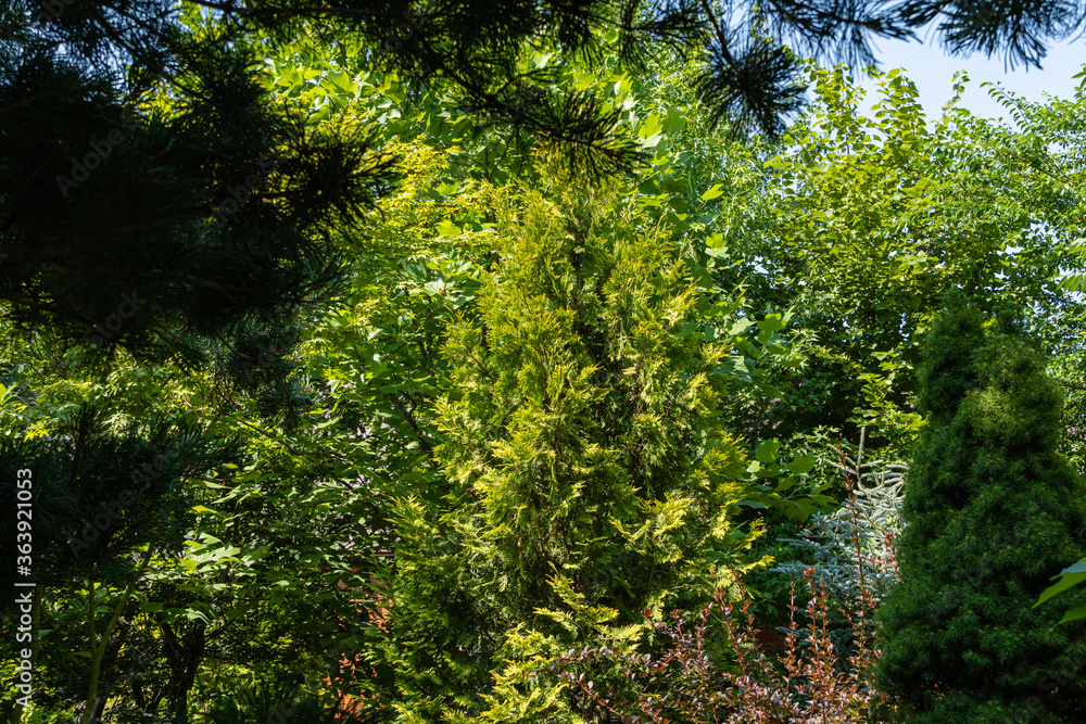 Fototapeta premium Landscaped garden with evergreens and deciduous plants. Original multicolor landscape. Close-up. Atmosphere of relaxing holiday of happiness and love. Nature concept for design.