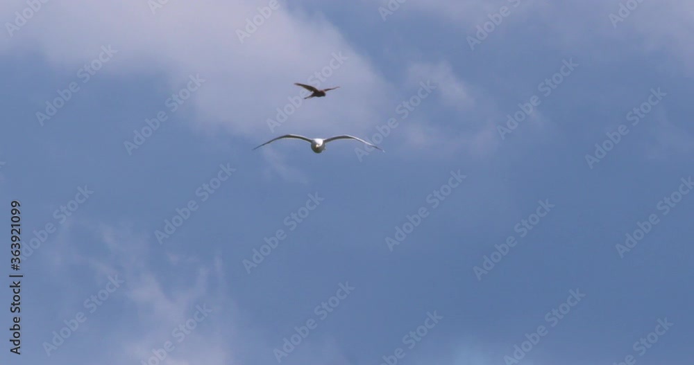 Seagull flying and Kestrel hawk hovering hunting slow motion Seagull flying and Kestrel hawk hovering hunting slow motion