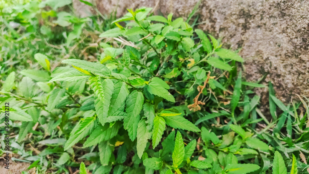 background view of fresh green leaves background view of fresh green leaves