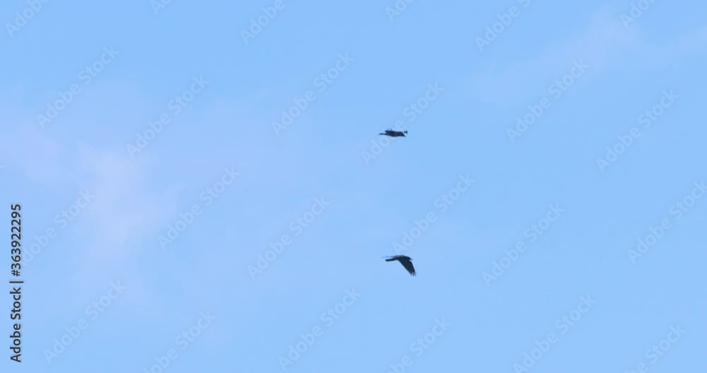 Two birds flying soaring overhead slow motion silhouette blue sky Two birds flying soaring overhead slow motion silhouette blue sky