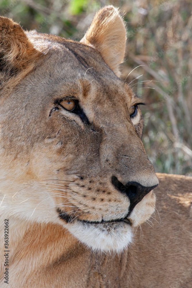 Obraz premium Lioness (Panthera leo) in the Savuti region of northern Botswana, Africa.