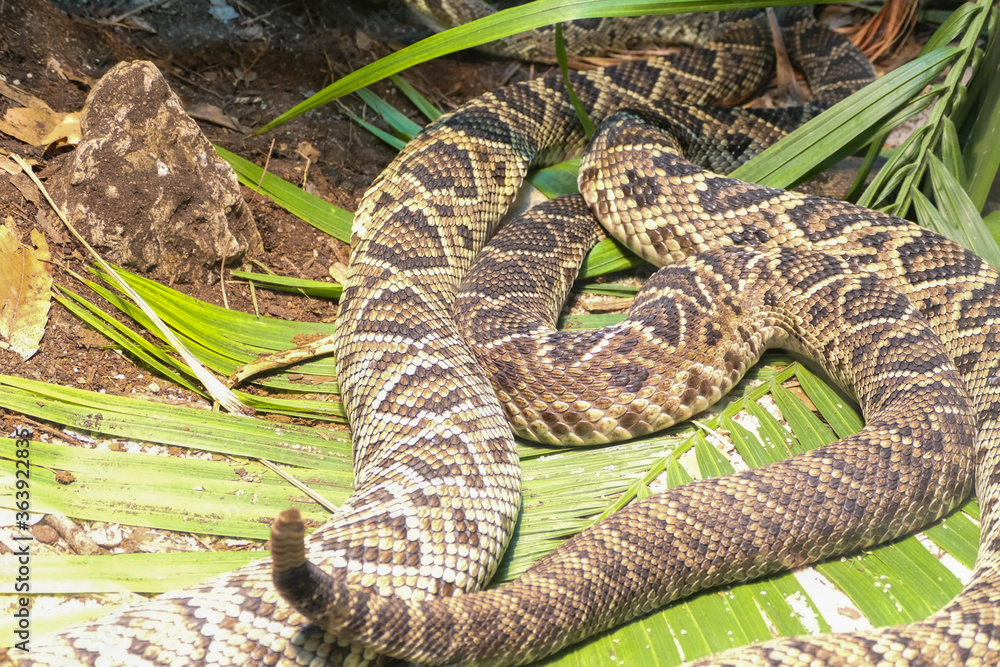 Obraz premium Timber rattlesnakes in the leaves. 
