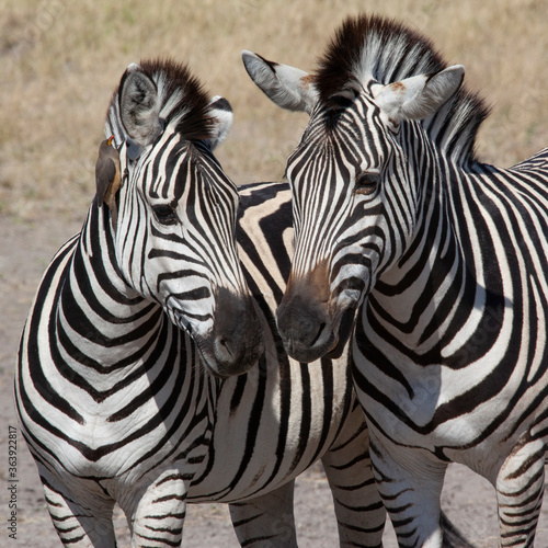 Plains Zebra  Equus quagga  in the Savuti region of northern Botswana  Africa.