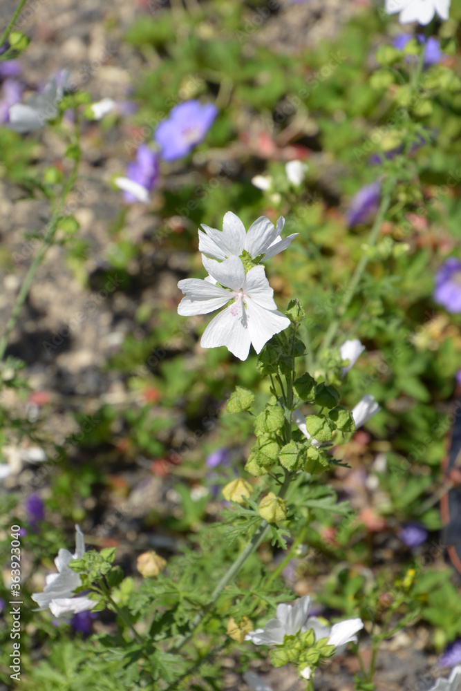 close-up of malva moschata alba in hot july close-up of malva moschata alba in hot july