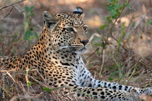 Leopard (Panthera pardus) in the Khwai River region of northern Botswana, Africa.
