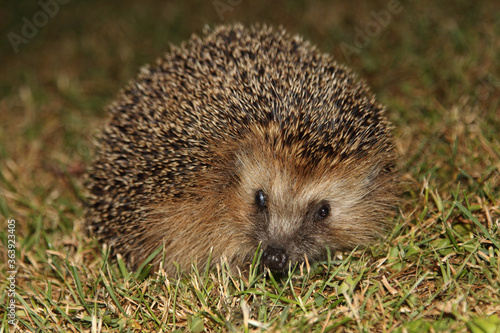 Hedgehog (Erinaceidae)