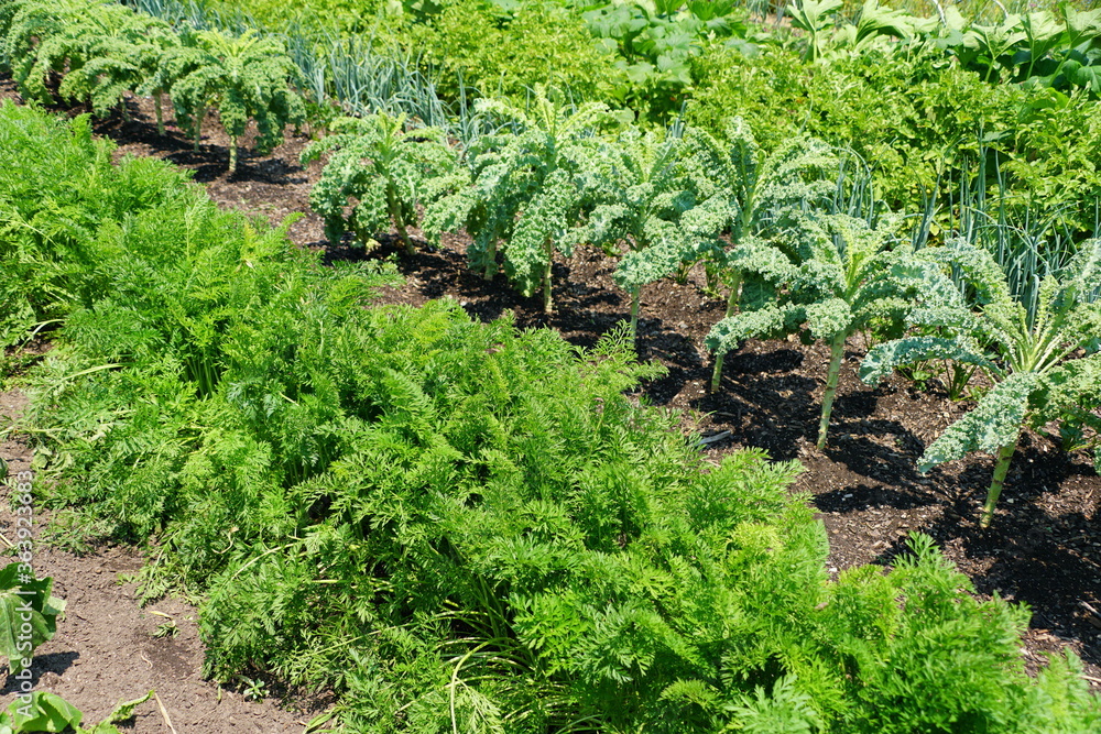 A row ofa vegetable garden under the sunA row of vegetable garden with variety of plants under the sun