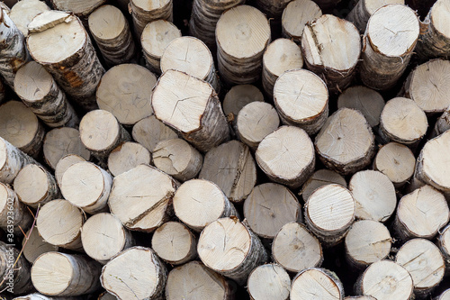 birch logs lie on top of each other in a sawmill