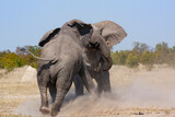 Two African Bull Elephants fighting in the Savuti region of northern Botswana, Africa.