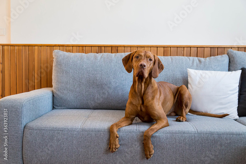 Hungarian vizsla dog lies on the couch at home. 