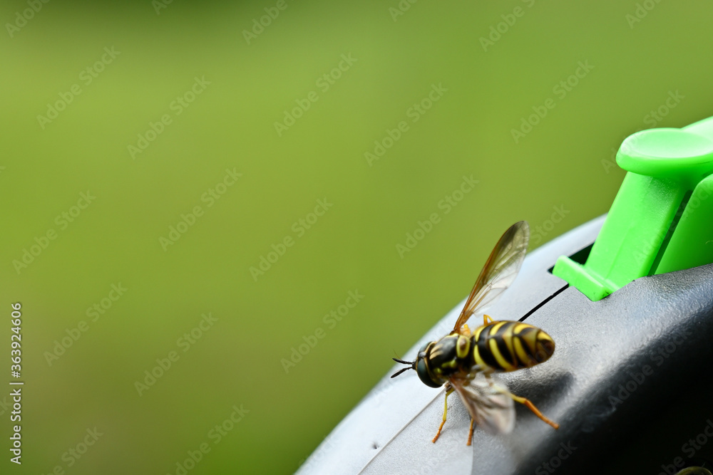 Naklejka premium wasp on a green background