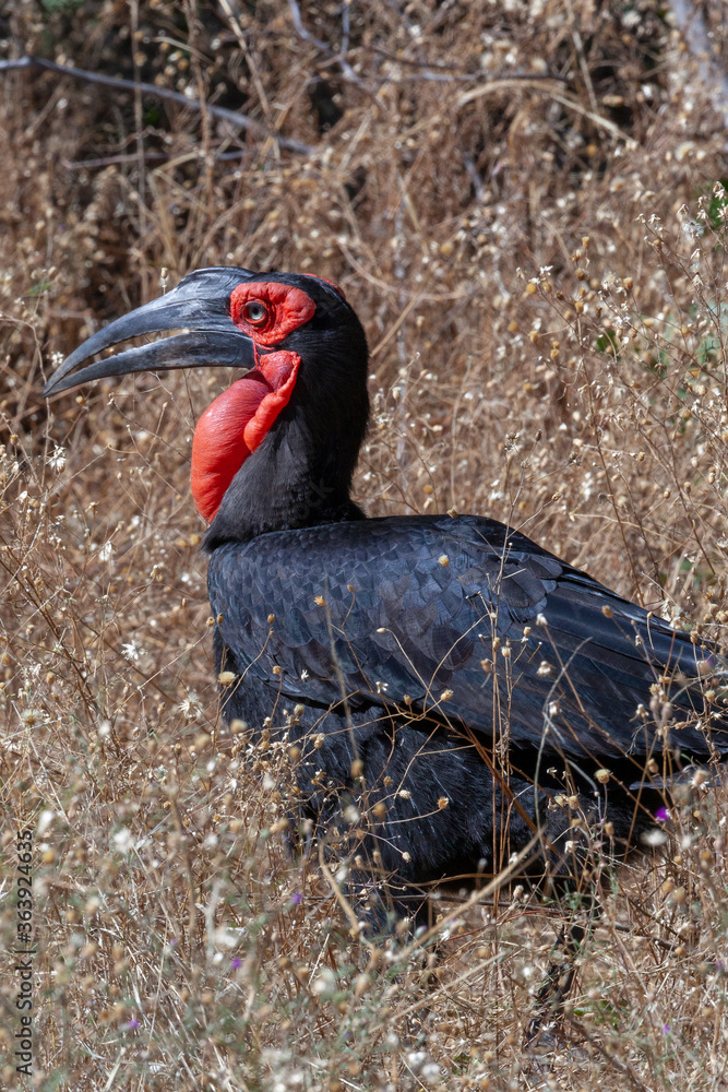 Obraz premium Southern Ground-Hornbill (Bucorvus leadbeareri) in Chobe National Park in northern Botswana, Africa