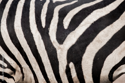 Stripes on the zebra s body