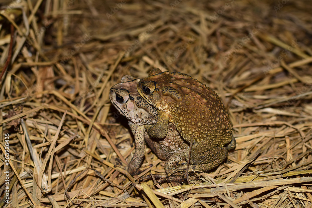 Fototapeta premium Toads hugging each other on the grass in the section