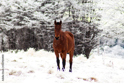 horse in snow © jeronimo