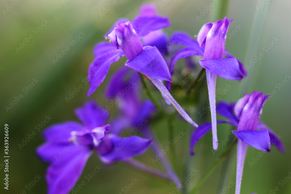 holiday card with wild flowers close up on a blurry green background