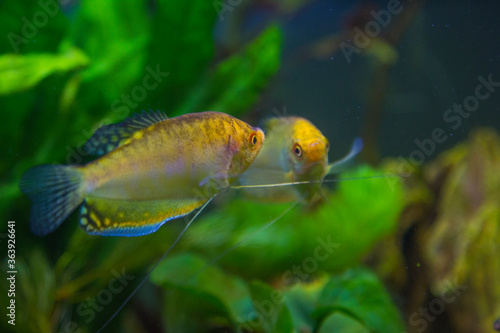 Free-swimming aquarium fish in a fish tank.