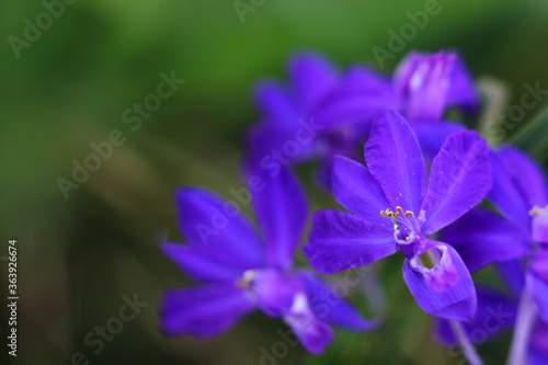 holiday card with wild flowers close up on a blurry green background