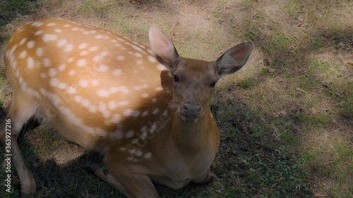 Close-up: a Spotted young wild deer lies on the ground in the sunlight and looks at the camera. Wild hoofed animals rest in nature, in the open air. An animal in nature. 