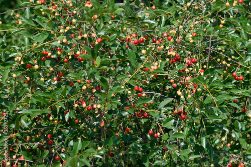 Background. The branches of cherry with berries ripening in the summer sun.
