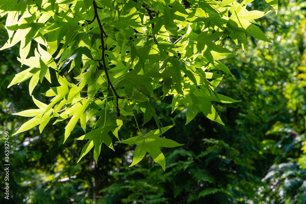 Liquidambar styraciflua or American sweetgum. Fresh green leaves on blurry background of evergreens. Amber tree twig in clear sunny day in spring garden. Atmosphere of relaxing holiday and love. Liquidambar styraciflua or American sweetgum. Fresh green leaves on blurry background of evergreens. Amber tree twig in clear sunny day in spring garden. Atmosphere of relaxing holiday and love.