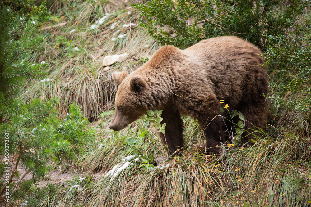 Fototapeta premium Oso pardo (Ursus arctos)