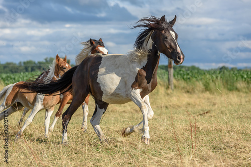 фотографія Ponies running in a pasture in the French countryside