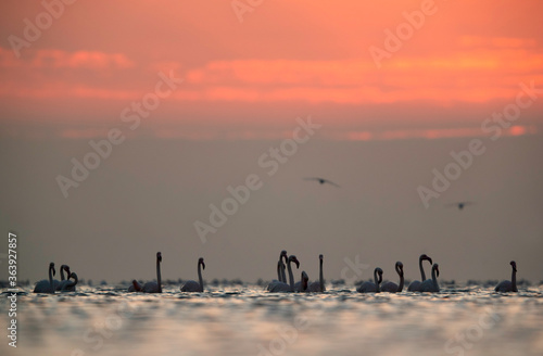 Greater Flamingos and beautiful hues during sunrise at Asker coast  Bahrain
